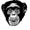 Schimpanse - Chimpanzee - Monkey