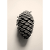 pinecone