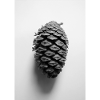 pinecone