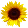 Sunflower Flowers Design