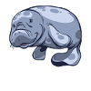 Manatee manatees