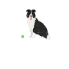 Border collie
