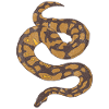 Ball Python
