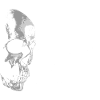 Memento Mori Skull