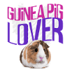 Guinea pig animal gift