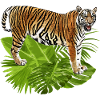 tiger