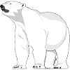 Polarbär Eisbär Nordpol