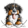 Glücklicher Berner Sennenhund