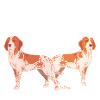 Bracco Italiano II