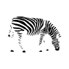 zebra
