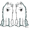 Samoyed Team - Samoyède