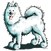 Cute Samoyed