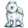 Sweet Samoyed Dog