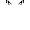 Black cat - Black cat