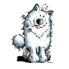 Mignon Samoyède Chien