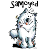 Funny Samoyed