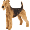 Airedale Terrier