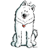 Samoyed with heart