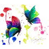 Colorful colorful butterflies