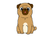 What the pug dog