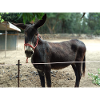 Donkey