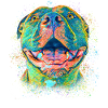 Pitbull mignon