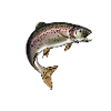 trout