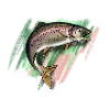 Trout