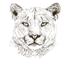 cougar