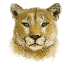 Cougar