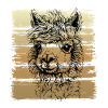 Alpaca alpaca