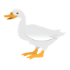 Standing white duck