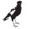 Maggie magpie serious face