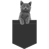 British shorthair cat