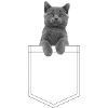 British shorthair cat