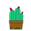 Flowering Cacti In Leafy Pot