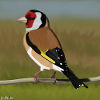 jz.bird's goldfinch bird design