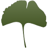 ginkgo