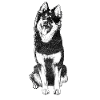 Bohemian Shepherd