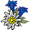 edelweiss_mit_enzian