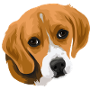 Beagle head_2