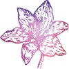 edelweiss