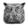 hippo