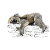 koala bear
