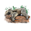 koala bear