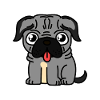 Dog pug with tongue