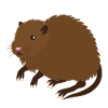 rat musqué en marron