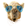 Camel with sunglasses