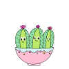 3 Pretty Cactus Girls