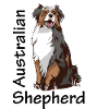 Australian Shepherd cute dog